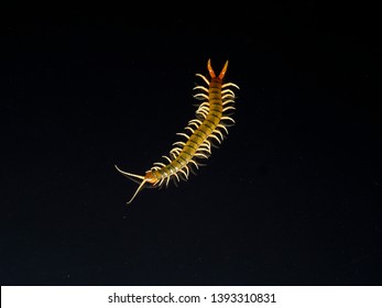 Scolopendra cingulata, also known as Megarian banded centipede and the Mediterranean banded centipede, Bulgaria, April 2019