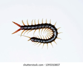 Scolopendra cingulata, also known as Megarian banded centipede and the Mediterranean banded centipede, Bulgaria, April 2019