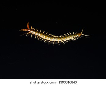 Scolopendra cingulata, also known as Megarian banded centipede and the Mediterranean banded centipede, Bulgaria, April 2019