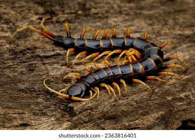 Scolopendra subspinipes piceoflava is a species mostly very large centipedes.