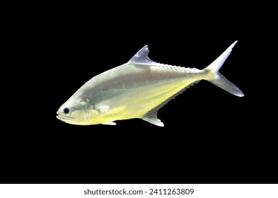 Scomberoides commersonnianus (Talang queenfish,giant dart, giant leatherskin, giant queenfish, largemouth queenfish, leatherjacket, leatherskin,Talang leatherskin) on isolated black background.