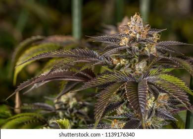 Scooby Snacks Live Cannabis Flower 04