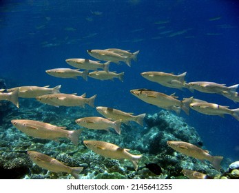 Scool Of Fish - Mullets - Mugilidae