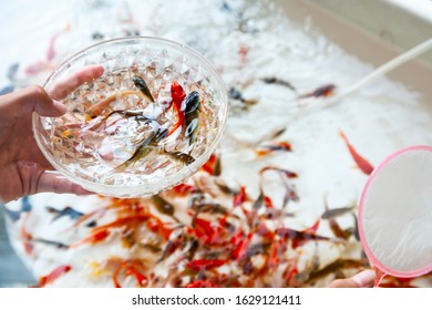 
Scooping goldfish, close-up of children's hands at the festival - Powered by Shutterstock