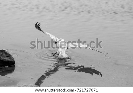 Similar – Image, Stock Photo You or me! Water Animal