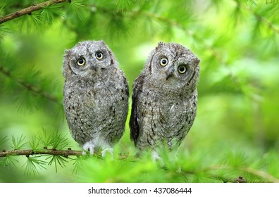 Scops owl brothers
