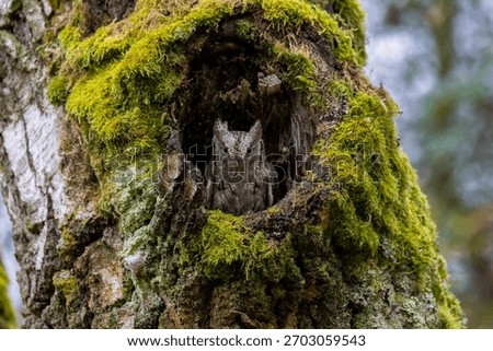 a scops owl on a tree 