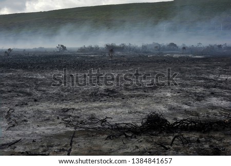 The scorched earth, result of a bush fire, believed to be started by a cigarette butt.
Remains of a fierce fire that was brought under control, only after destroying a large part of the bush.