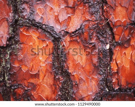 a scorched pine bark background