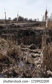 Scorched reed field. Consequences of careless handling of fire. The result of human contact with nature.