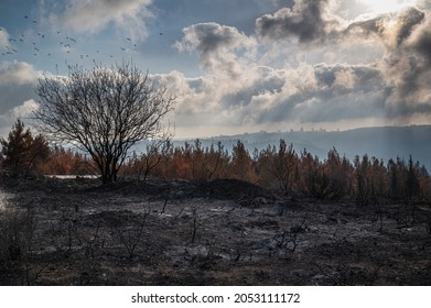 Scorched trees of Judean Hills near Jerusalem after a large wildfire spread rapidly throughout the area in August 2021, with birds flying over and sunlight hitting Jerusalem in the distance - Powered by Shutterstock