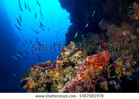 Scorpaena scrofa, common name the red scorpionfish from Adriatic Sea