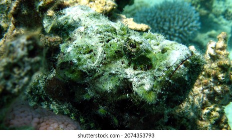 Scorpaenopsis diabolus, the false stonefish or the devil scorpionfish, is a carnivorous ray-finned fish in the order Scorpaeniformes, the scorpionfishes and flatheads. It has venomous spines 