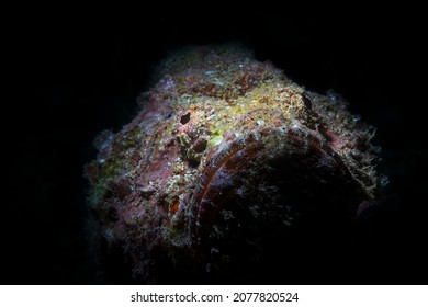 Scorpaenopsis diabolus, the false stonefish or the devil scorpionfish, is a carnivorous ray-finned fish in the order Scorpaeniformes, the scorpionfishes and flatheads. It has venomous spines.