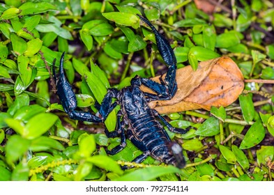 Scorpio From Gunung Mulu