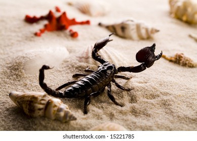 Scorpion