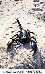 Scorpion