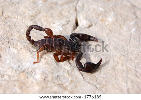 Scorpion