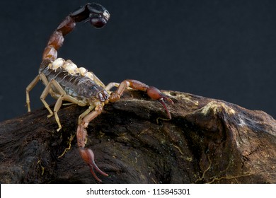 Baby Scorpion High Res Stock Images Shutterstock