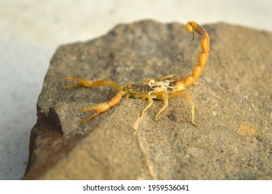 Baby Scorpion High Res Stock Images Shutterstock