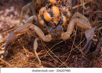 Baby Scorpion High Res Stock Images Shutterstock