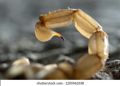 Scorpion, Buthus Occitanus, Yellow Scorpion, Sting