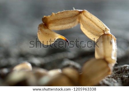 Scorpion, Buthus occitanus, yellow scorpion, sting