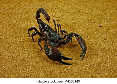 Scorpion crawling in combat position