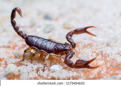 Scorpion creeps on the sand close up.