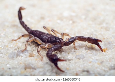 Scorpion creeps on the sand close up.