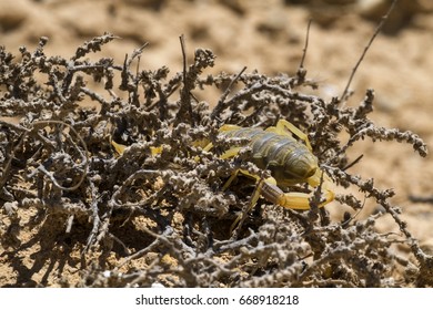 Scorpion Deathstalker From The Negev Desert Took Refuge (Leiurus Quinquestriatus)