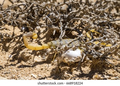 Scorpion Deathstalker From The Negev Desert Took Refuge (Leiurus Quinquestriatus)