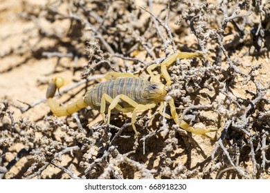 Scorpion Deathstalker From The Negev Desert Took Refuge (Leiurus Quinquestriatus)