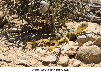 Scorpion Deathstalker From The Negev Desert Took Refuge (Leiurus Quinquestriatus)