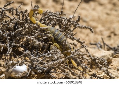 Scorpion Deathstalker From The Negev Desert Took Refuge (Leiurus Quinquestriatus)