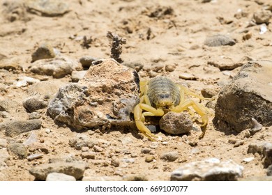 Scorpion Deathstalker From The Negev Protects The Stone (Leiurus Quinquestriatus)