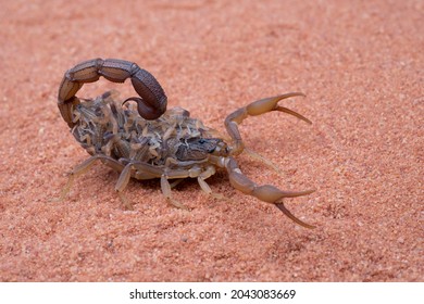 Baby Scorpion Images Stock Photos Vectors Shutterstock