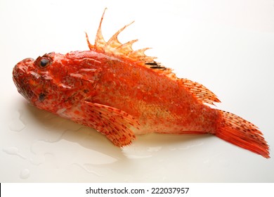 Scorpion Fish