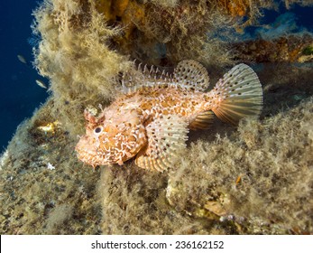 Scorpion Fish