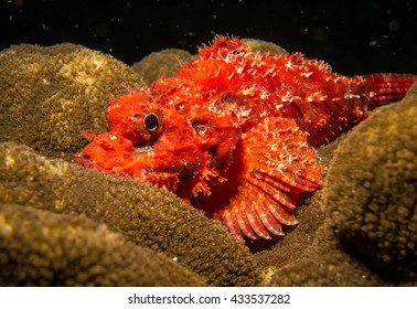 Scorpion Fish 