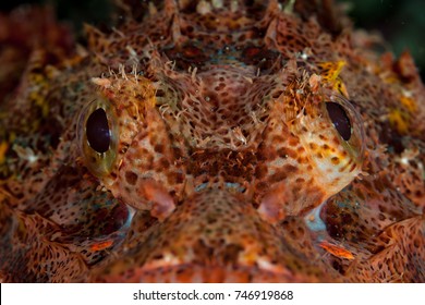 Scorpion Fish