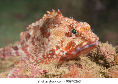 Scorpion Fish