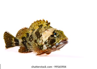 Scorpion Fish