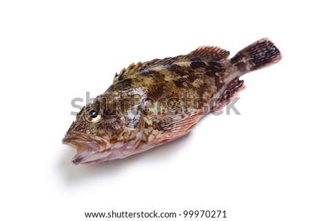 scorpion fish