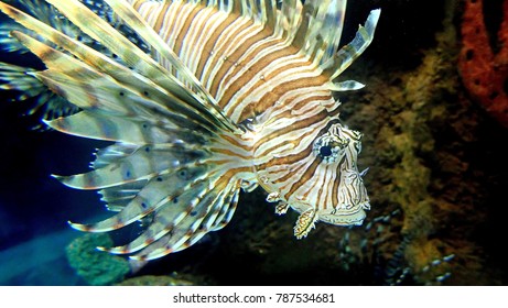 Scorpion Fish Close Up, Veracruz Zoo, Mexico