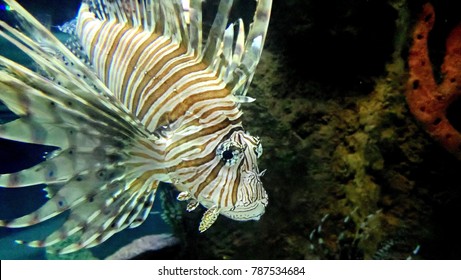 Scorpion Fish Close Up, Veracruz Zoo, Mexico