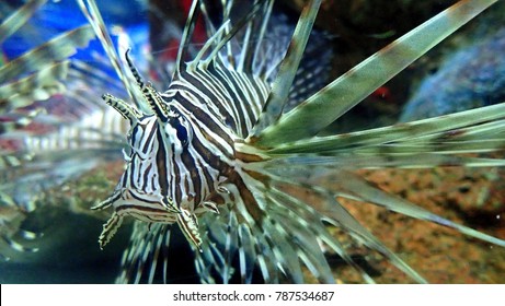 Scorpion Fish Close Up, Veracruz Zoo, Mexico