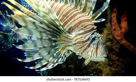 Scorpion Fish Close Up, Veracruz Zoo, Mexico