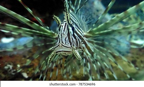 Scorpion Fish Close Up, Veracruz Zoo, Mexico