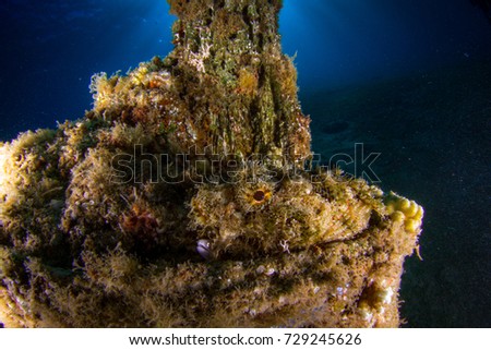Scorpion fish on the artificial reef. Wide angle underwater photography. Underwater landscape and scenery. Red Sea. Dahab, Egypt.